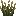 Firefly Bush